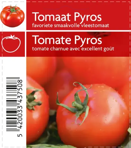 [MR-3750] Tomaat Pyros F1 - 1 Plantje