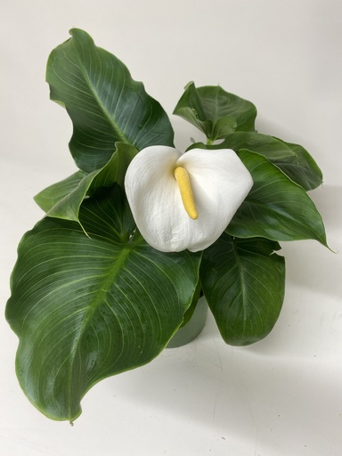 ARONDSKELK - ZANTEDESCHIA pot 17 cm