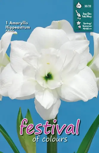[09-202192] Amaryllis - Akiko Double Galaxy - 1 st (30/32)