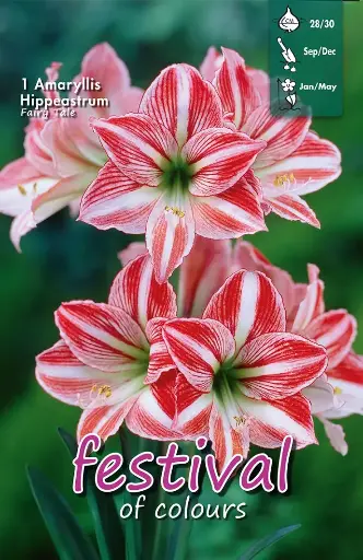 [09-201050] Amaryllis Fairytale Diamond - 1 st (28/30)