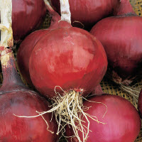 Plantajuin BIO RED BARON