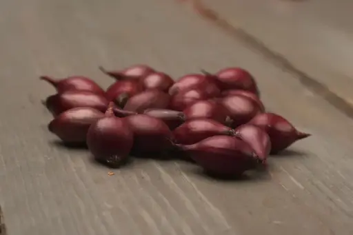 Plantajuin BIO RED BARON