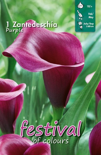 [09-202396] Calla Of Zantedeschia Purple - 1 st