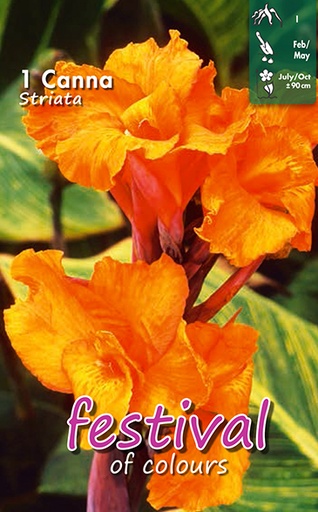 [09-200510] Canna Striata - 1 st