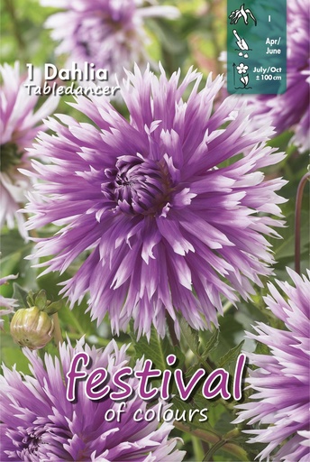 [09-202506] Dahlia Tabledancer - 1st