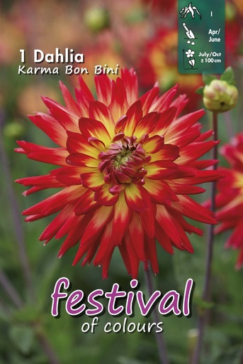 [09-202499] Dahlia Karma Bon Bini - 1st