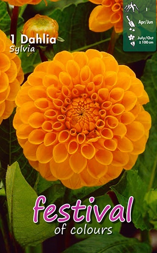 [09-200299] Dahlia Sylvia/Maarn Ball I - 1st