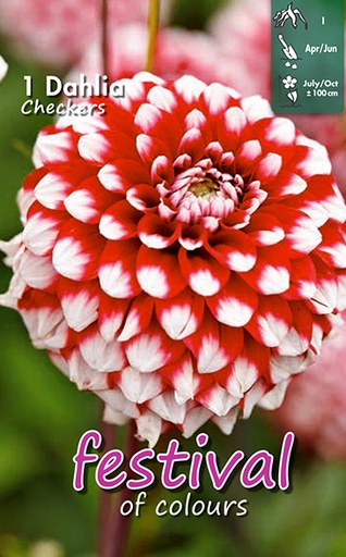 [09-200426] Dahlia Checkers - 1st