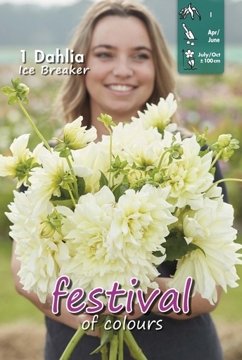 [09-202491] Dahlia Ice Breaker - 1st