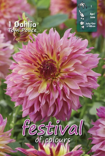 [09-202493] Dahlia Tom Pouce - 1st