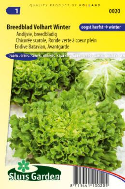 [01-000020] Chicorée Ronde verte à coeur plein - ca 750 graines