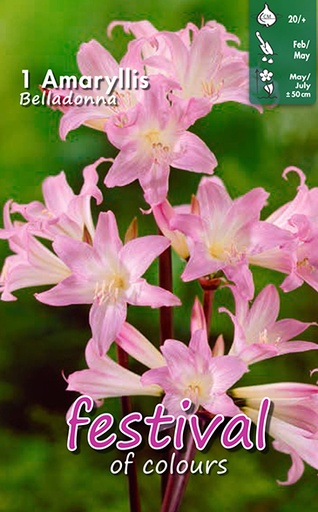 [09-200688] Amaryllis Belladonna - 1st