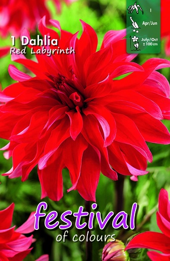 [09-202334] DAHLIA Red Labyrinth - 1 st.