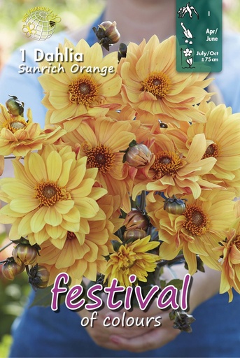 [09-202510] Dahlia Sunrich Orange - 1 st