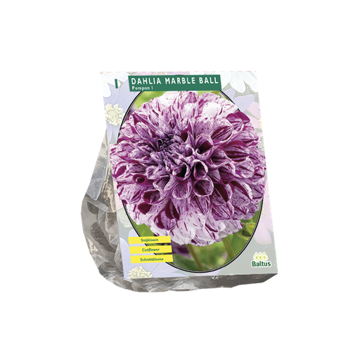 [09-205880] Dahlia Marble Ball - 1 st