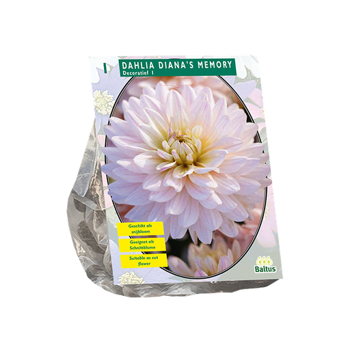[09-206080] Dahlia Diana's Memory 1 st.