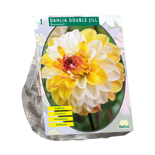 [09-206290] Dahlia Double Jill 1 st.