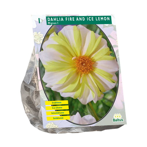 [09-206310] Dahlia Fire and Ice Lemon - 1 st