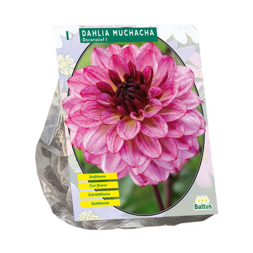 [09-206370] Dahlia Muchacha - 1 st