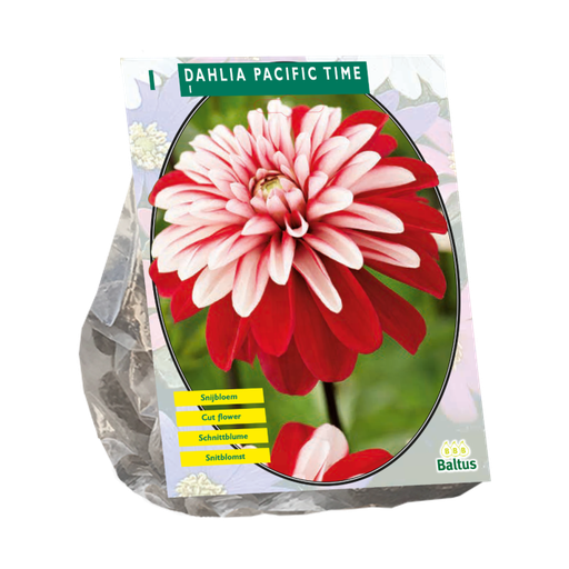[09-206400] Dahlia Pacific Time - 1 st