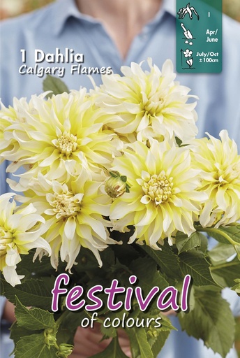 [09-202495] Dahlia Calgary Flames - 1 st