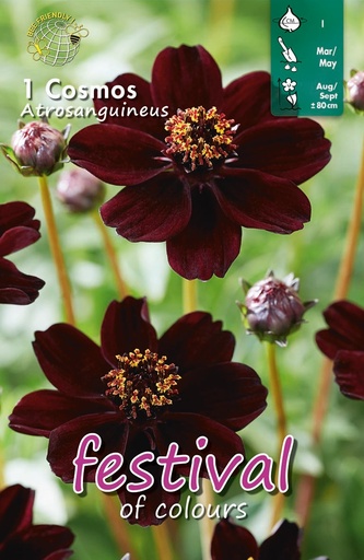 [09-202398] COSMOS ATROSANGUINEUS - 1 st.