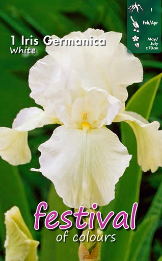 [09-200996] Iris Germanica White - 1 st