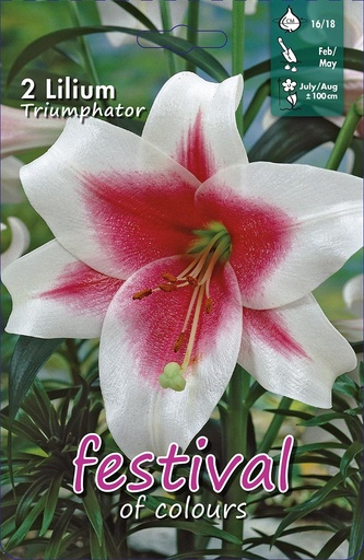 [09-200432] LILIUM Triumphator - 2 st.