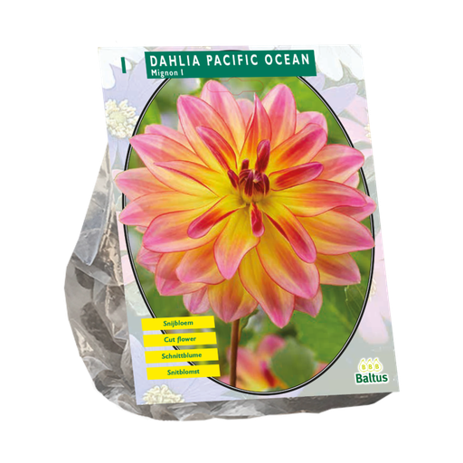 [09-206390] Dahlia Pacific Ocean - Mignon I - 1 st.