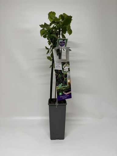 [08-006105] Braambes Thornless NAVAHO - 1 st