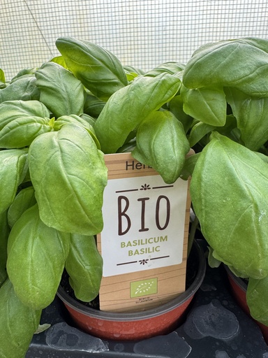 Basilicum Bio - 12 cm pot