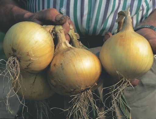 Winterplantajuin SHAKESPEARE