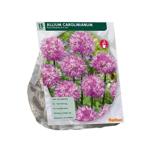 [09-300179] Allium Rosy Dreams - 15 st