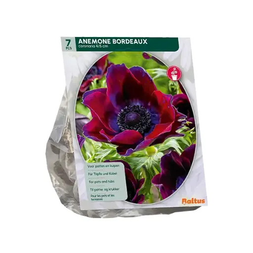 [09-300255] Anemone Coronaria Bordeaux - 7 st