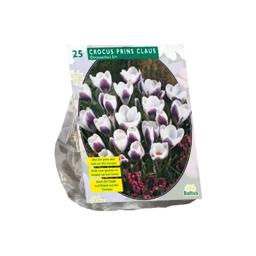 [09-300432] Crocus Chrysanthus Prins Claus - 25 st
