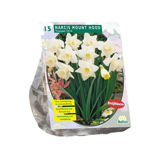 [09-301301] Narcissus Mount Hood - 10 st