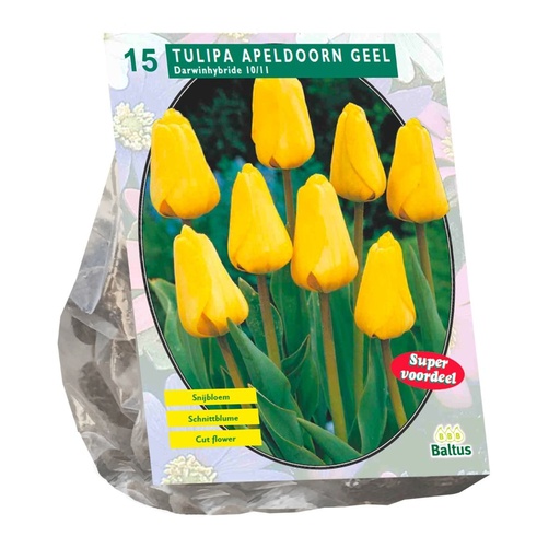 [09-301812] Tulipa Darwin Apeldoorn Geel - 10 st