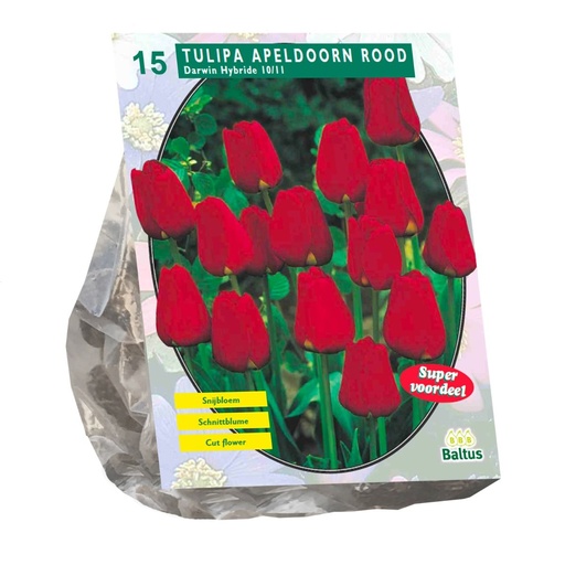 [09-301823] Tulipa Darwin Apeldoorn Rood - 10 st