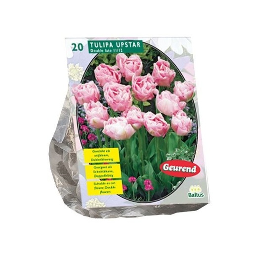 [09-302093] Tulipa Double Late Upstar - 10 st