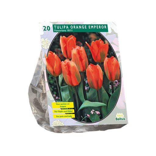 [09-302291] Tulipa Orange Emperor Fosteriana - 10 st
