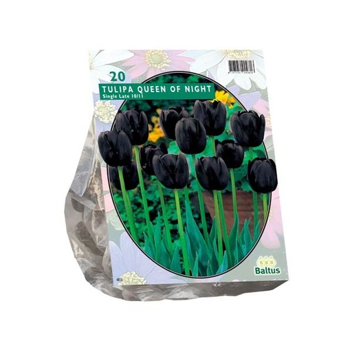 [09-302432] Tulipa Single Late Queen of Night - 10 st