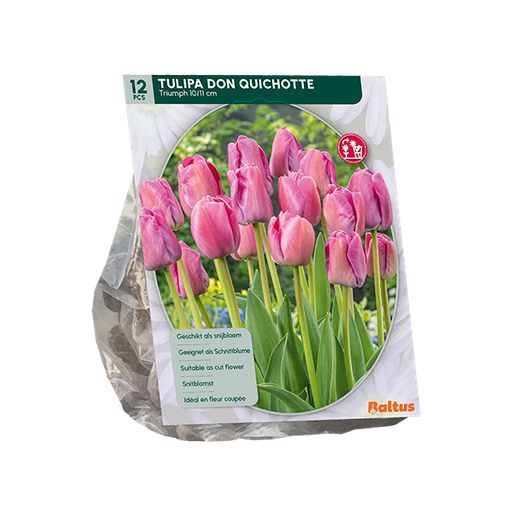 [09-301841] Tulipa Don Quichotte - 12 st