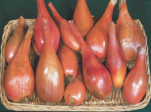 [07-003926] Plantsjalot GRISELLE