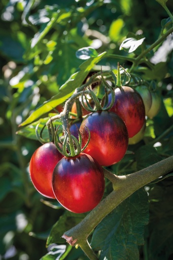 [04-000728] Aperitieftomaat BLACK MOON - ca 20 z