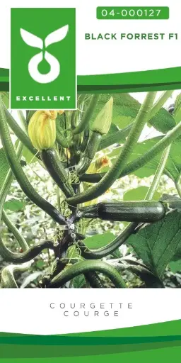 [04-000127] Klimcourgette BLACK FORREST - ca 7 z