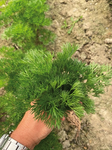 [04-002139] Peterselie MENUETTE - ca 2 g