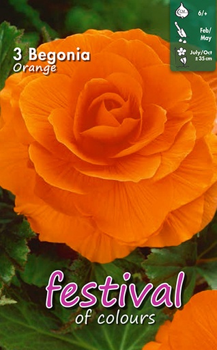 [09-200385] Begonia Orange Double - 3 st