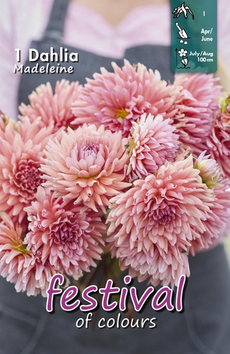 [09-204782] Dahlia Madeleine Cactus - 1st