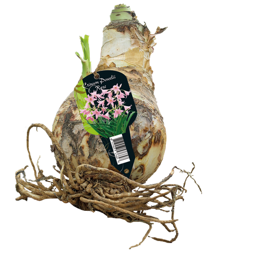 [09-215020] CRINUM Powelliii Pink - 1 st