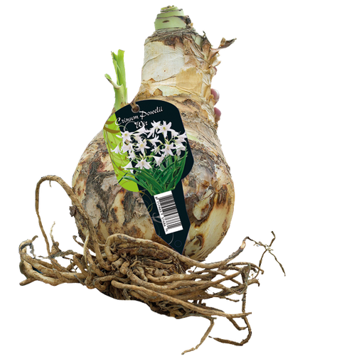 [09-215030] CRINUM Powelliii White 1 st